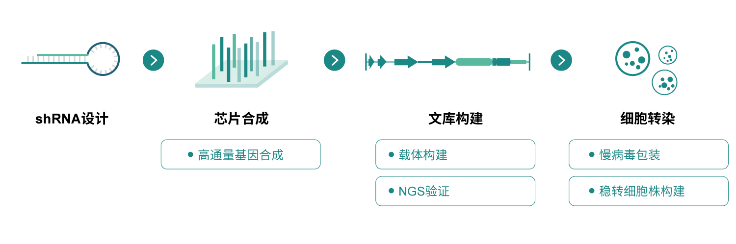 shRNA文库服务流程